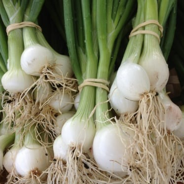 Oignons botte (pièce)