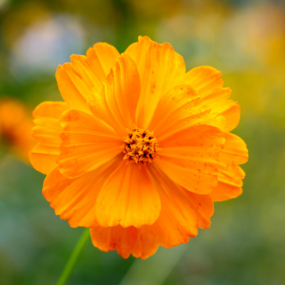 COSMOS SULFUREUX Bio