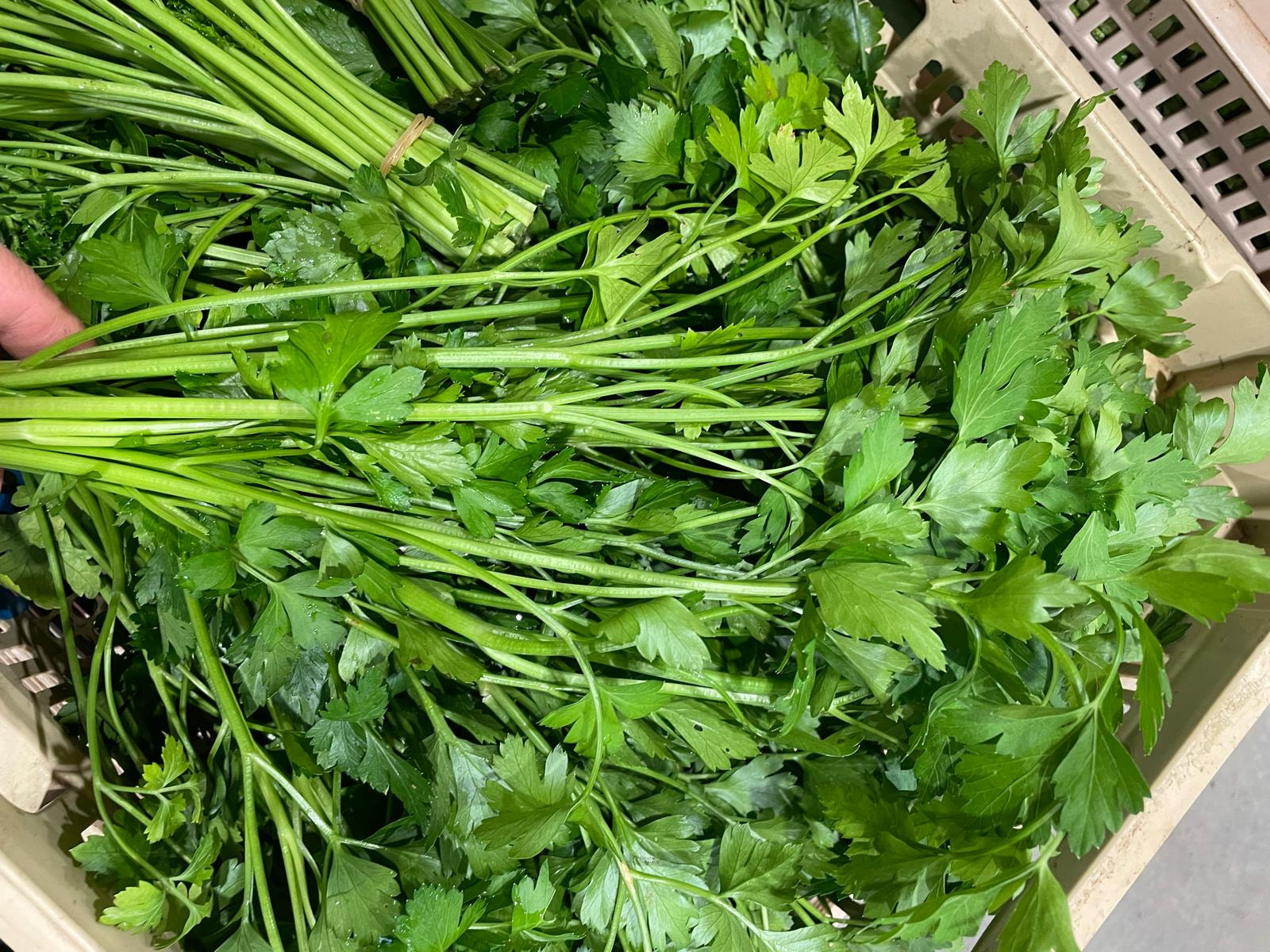 1 bouquet de persil plat