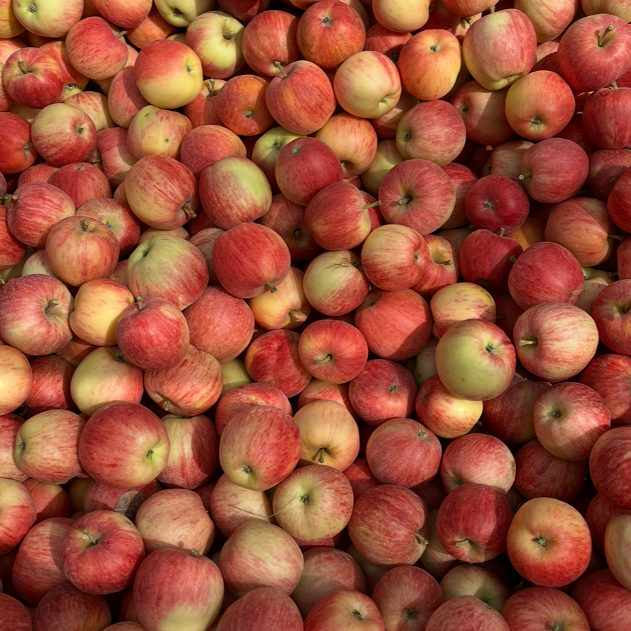 Pomme Gala