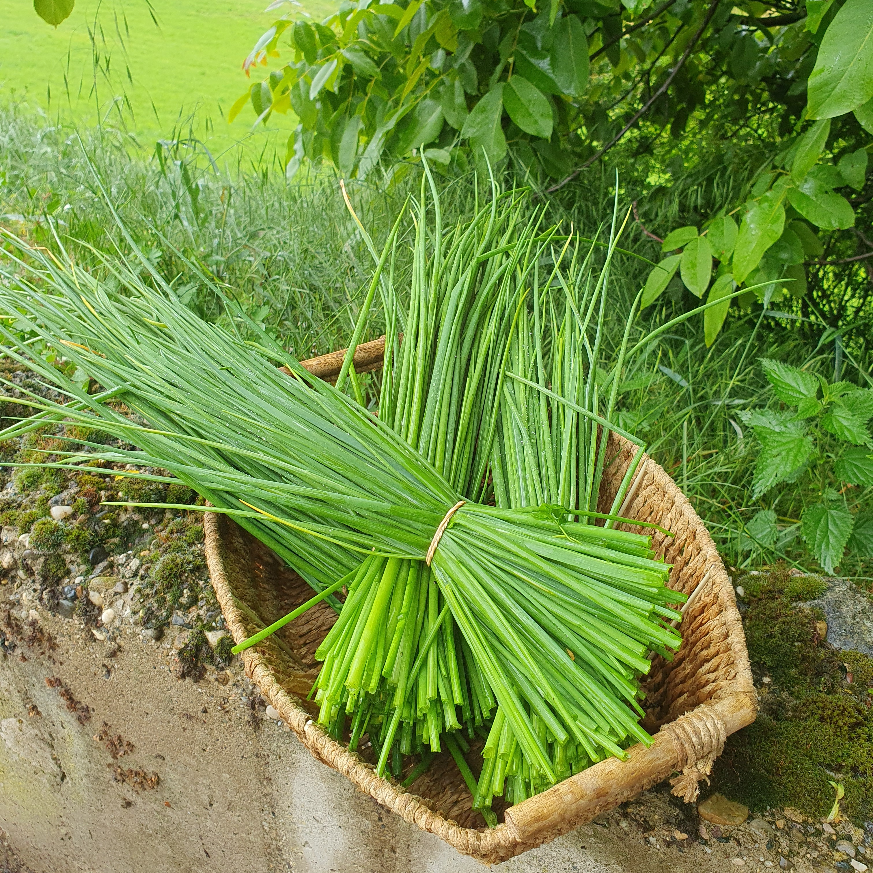 Ciboulette (bouquet)