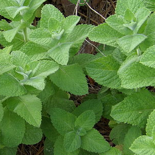 Menthe pomme - gdt 9