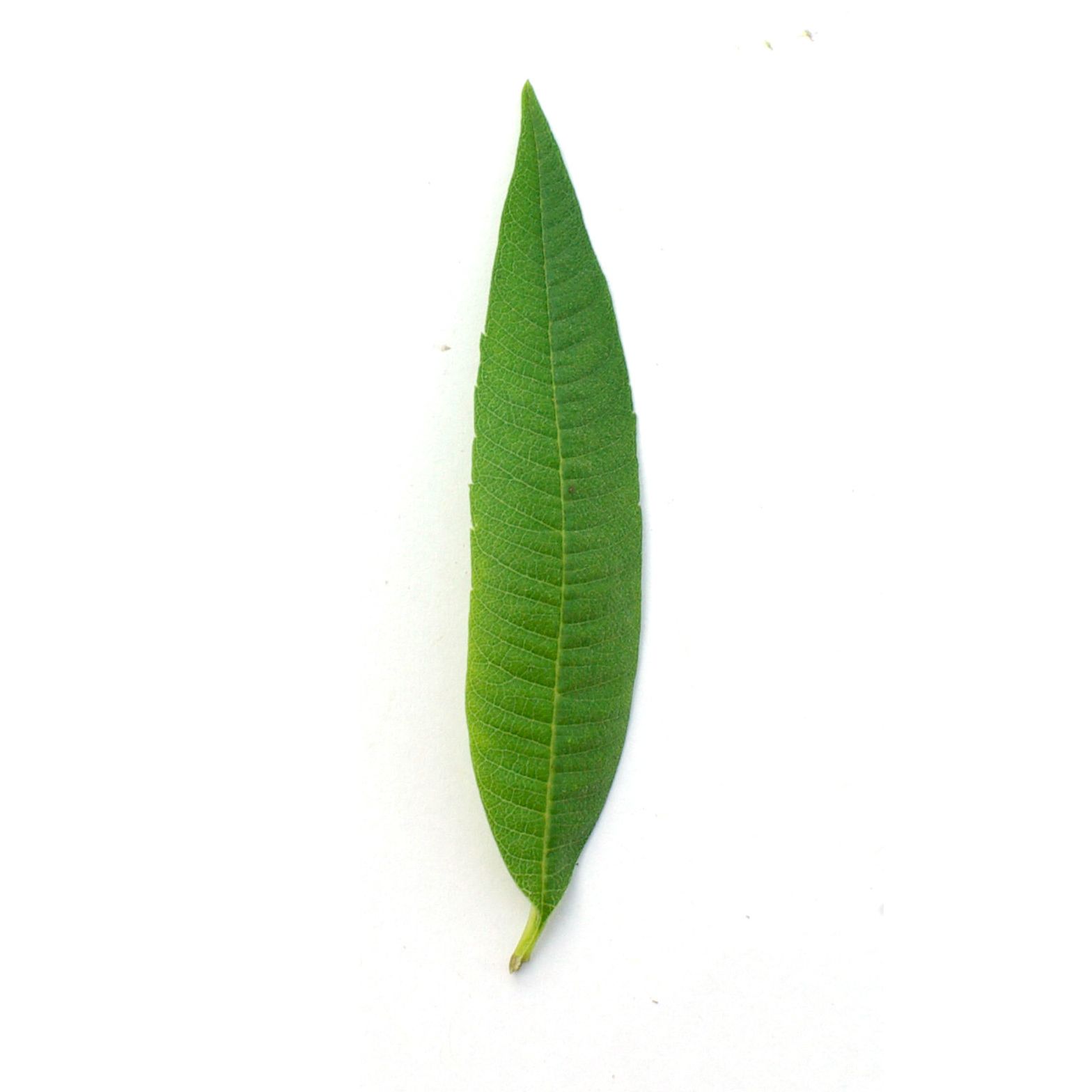 Bouquet - Verveine citronnée - 60g