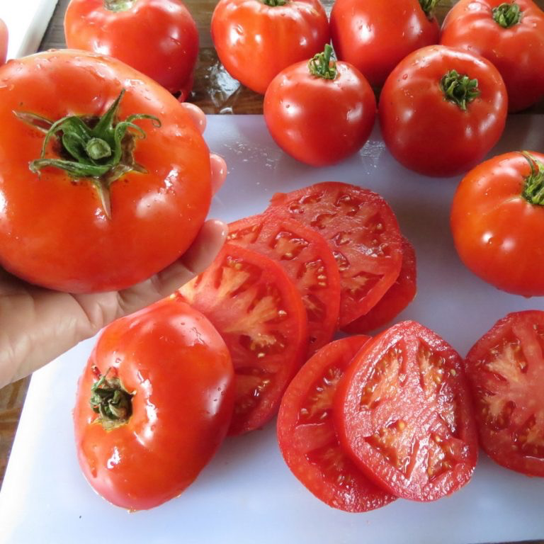 Plant de Tomate "Brandywine Rouge"