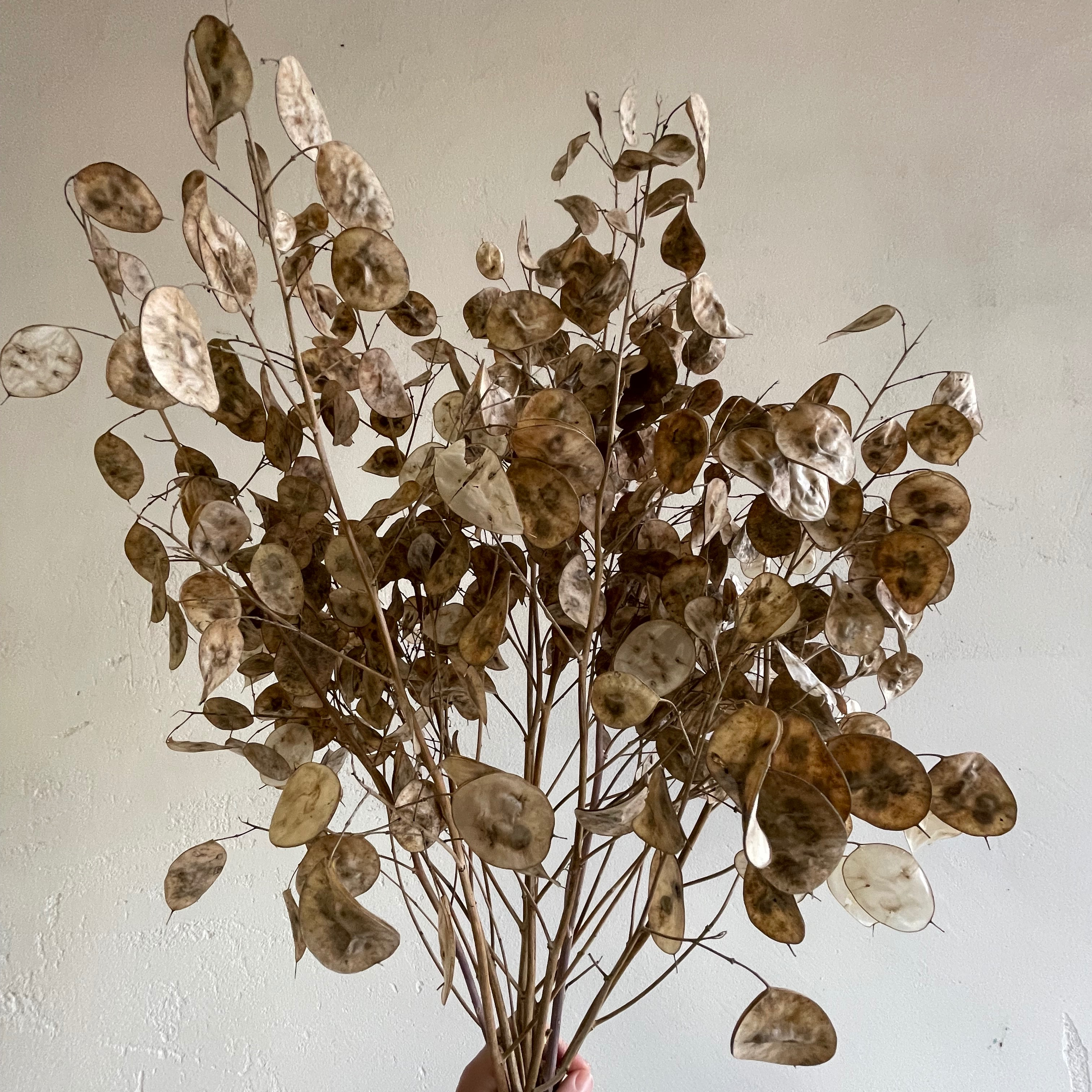 Monnaie du pape - Lunaire - 80g