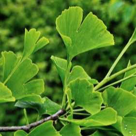 Ginkgo biloba - Arbre aux 40 écus
