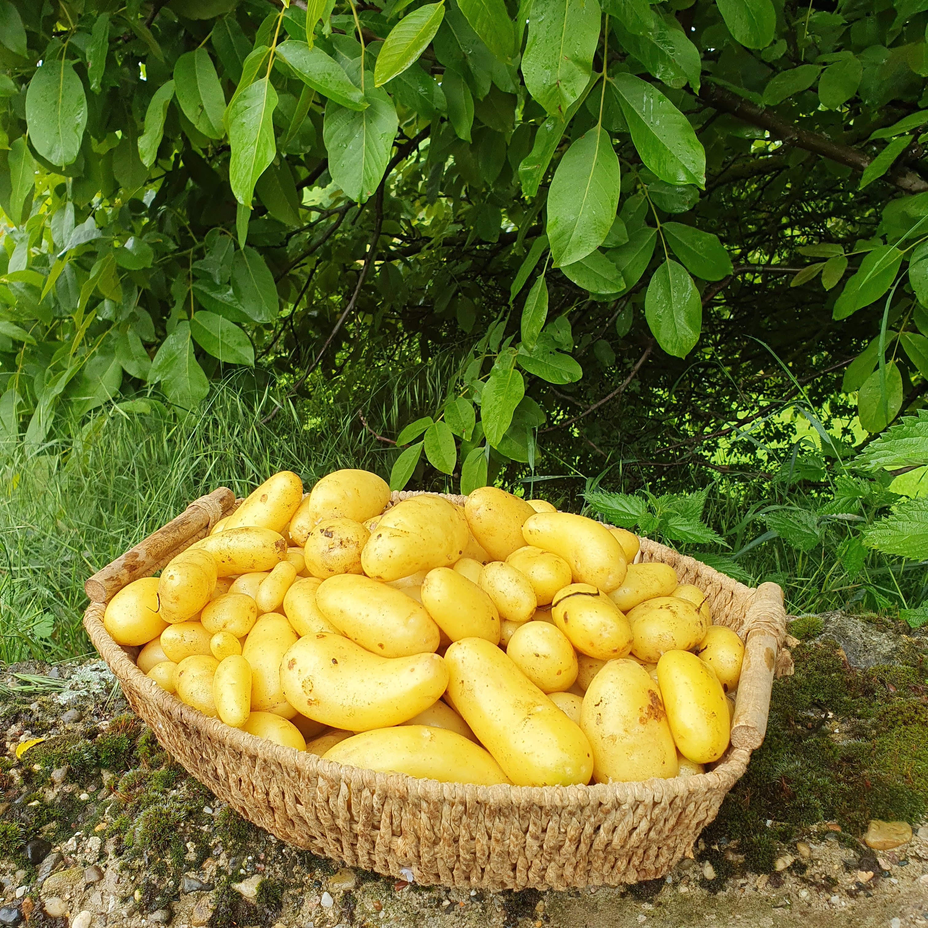 Pommes de terre nouvelles Linzer Delikatess