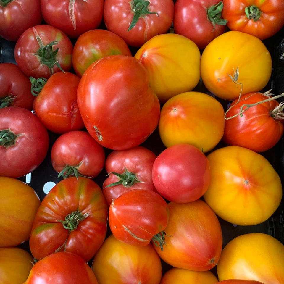 TOMATES anciennes en mélange bio