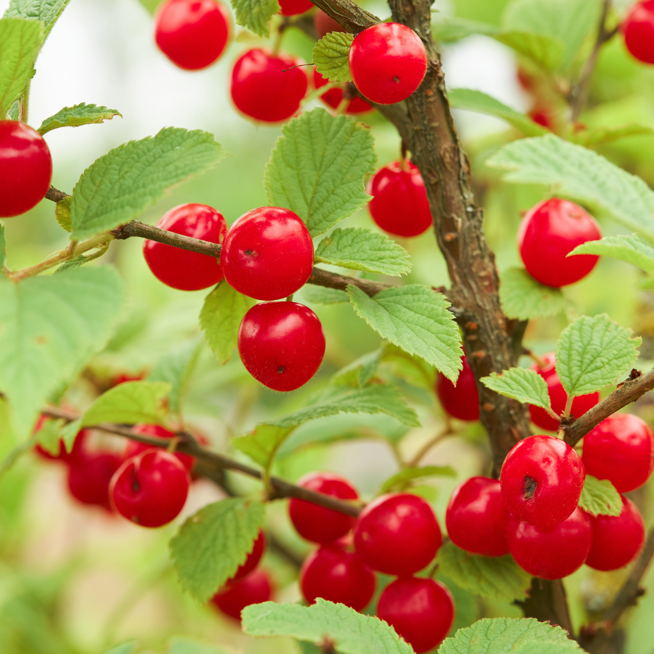 Ragouminier rouge, prunus tomentosa
