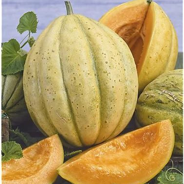 01 MELON VIEILLE FRANCE