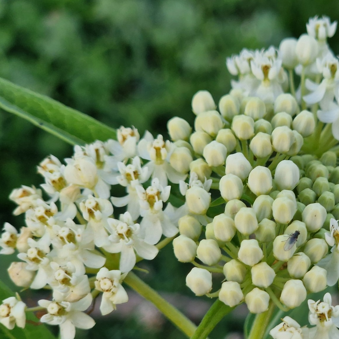 Asclepias incarnata ‘Ice Ballet’