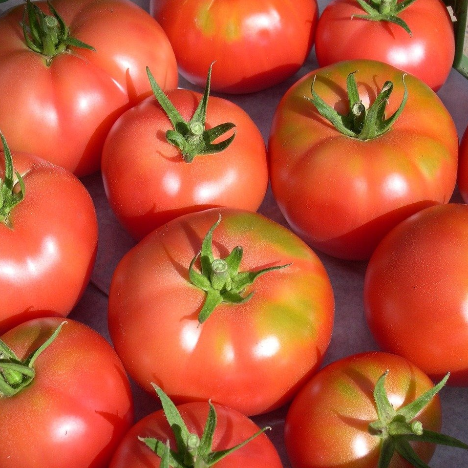 Tomate Rose de Berne - godet 8 cm