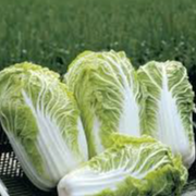 Chou Chinois - 0,9kg