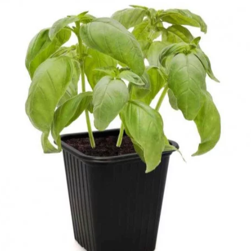 Basilic Grand Vert