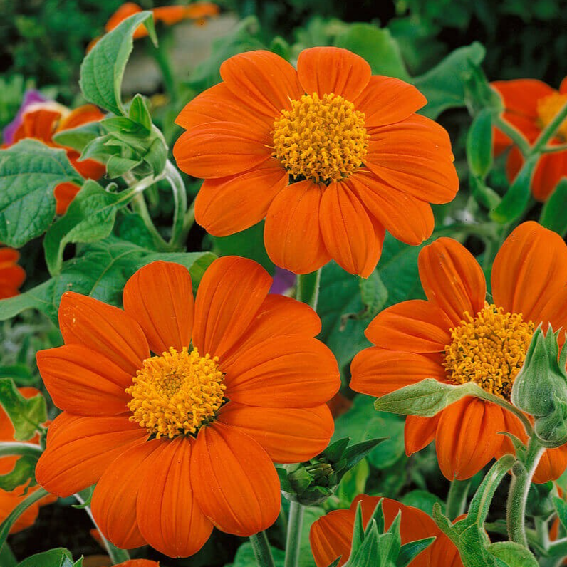 Tithonia en godet 8 cm