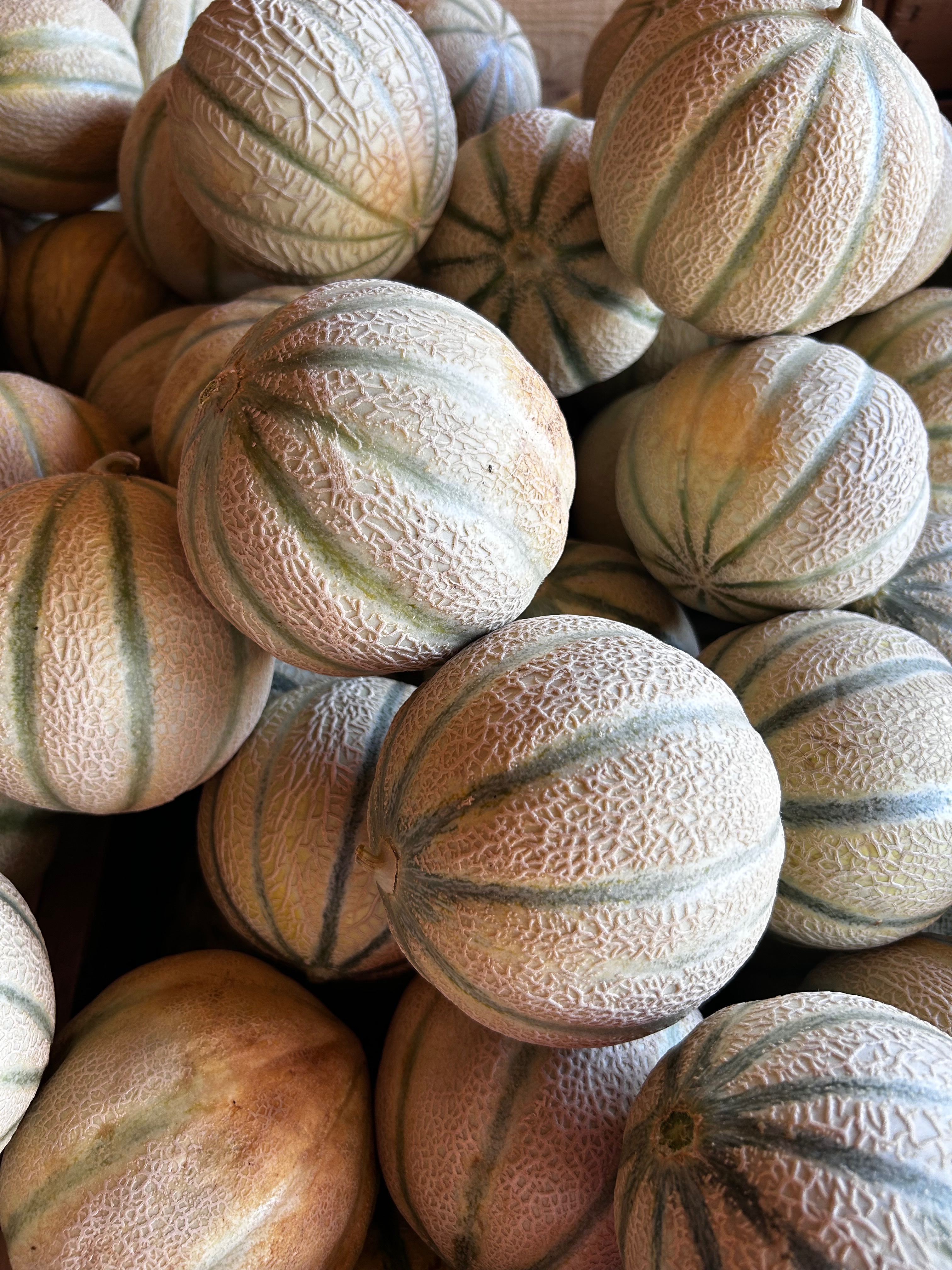 MELON DE NOTRE PRODUCTION - X2
