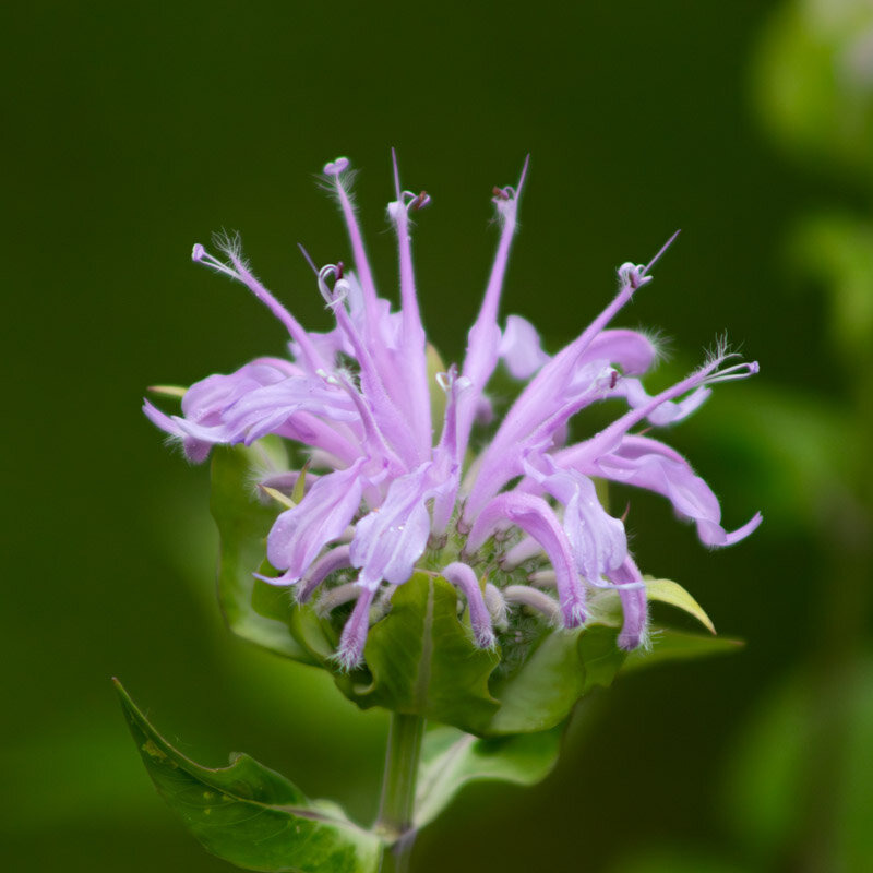 Plants fleurs- monarde fistuleuse