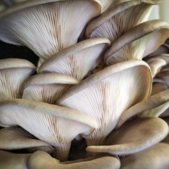 Pleurotes gris en barquette - 260g