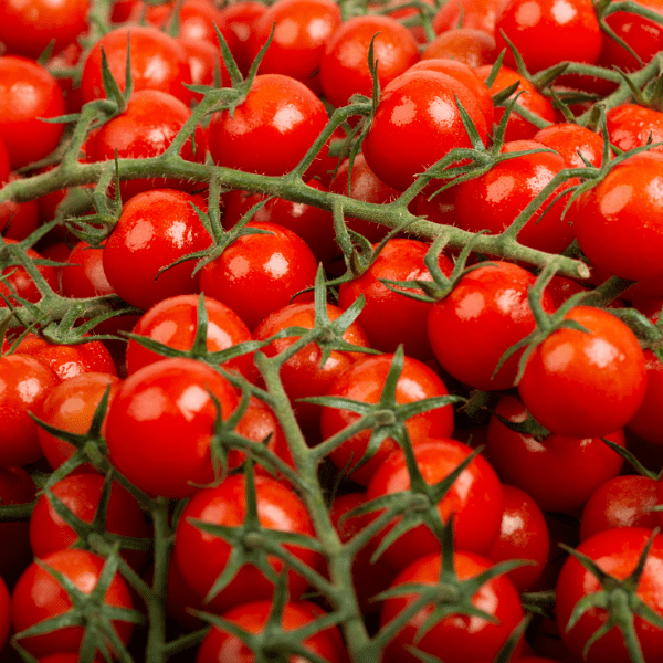 Tomates cerises