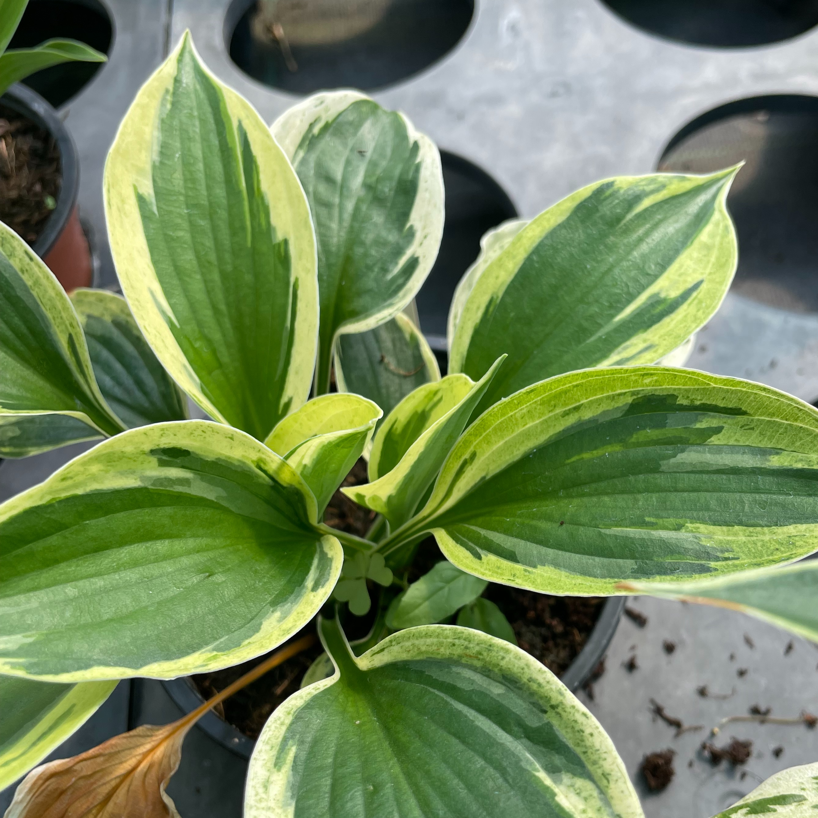 Hosta ‘Independence’