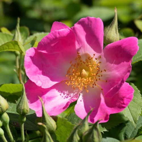 ROSE DE PROVINS DES HERBORISTES Bio