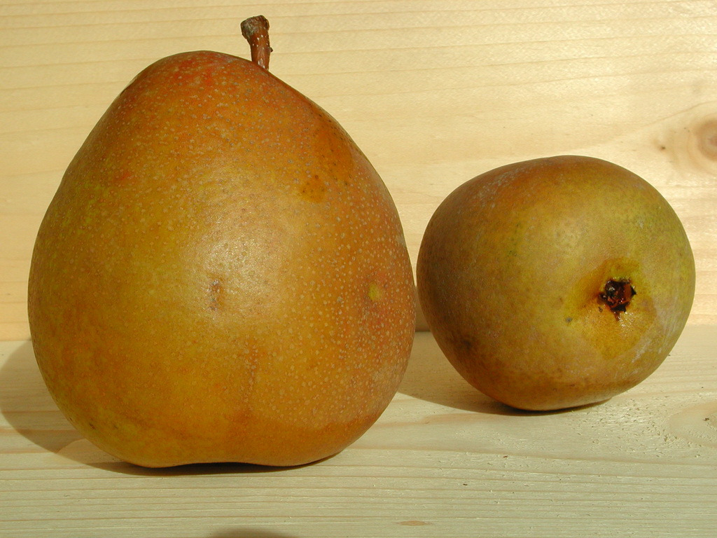 Poirier - Pyrus communis "Beurré Hardy"