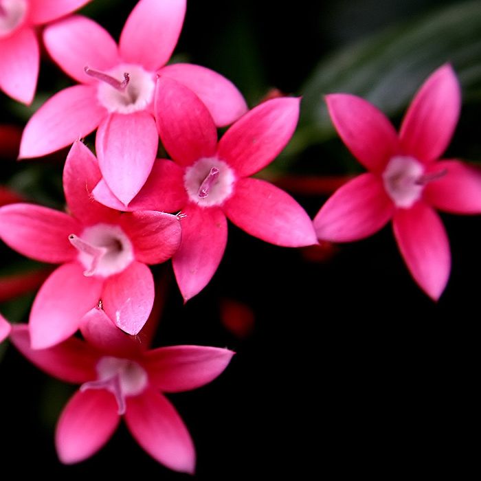 Fleurs - Pentas