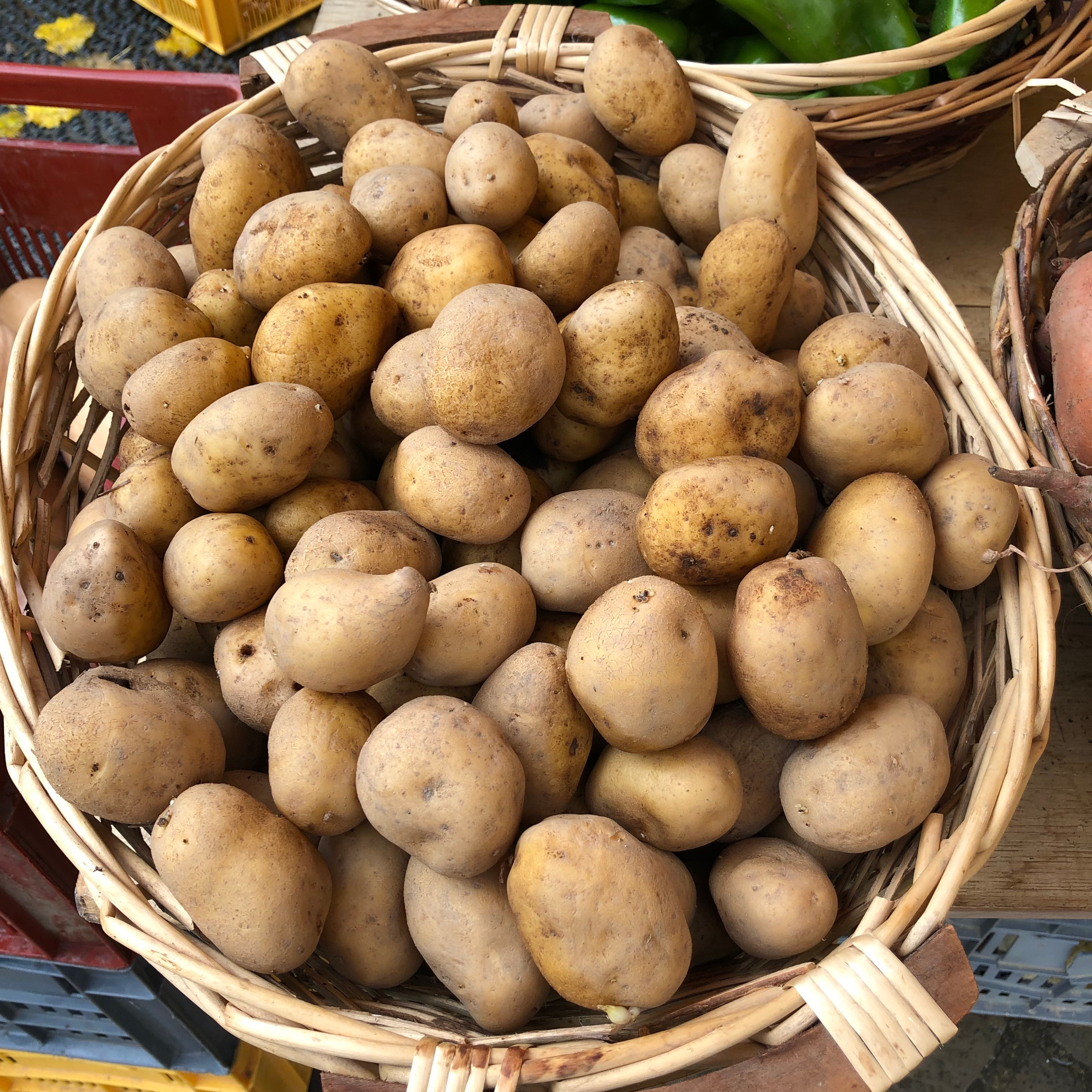 Pomme de terre des Cévennes