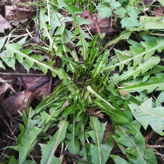 Pissenlits en rosette ( Feuilles) (par 15)