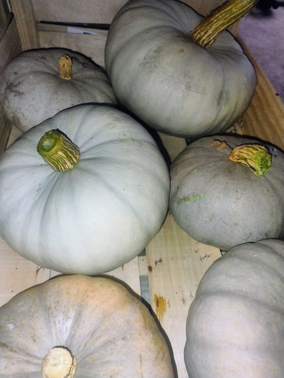 COURGE BLEUE DE HONGRIE
