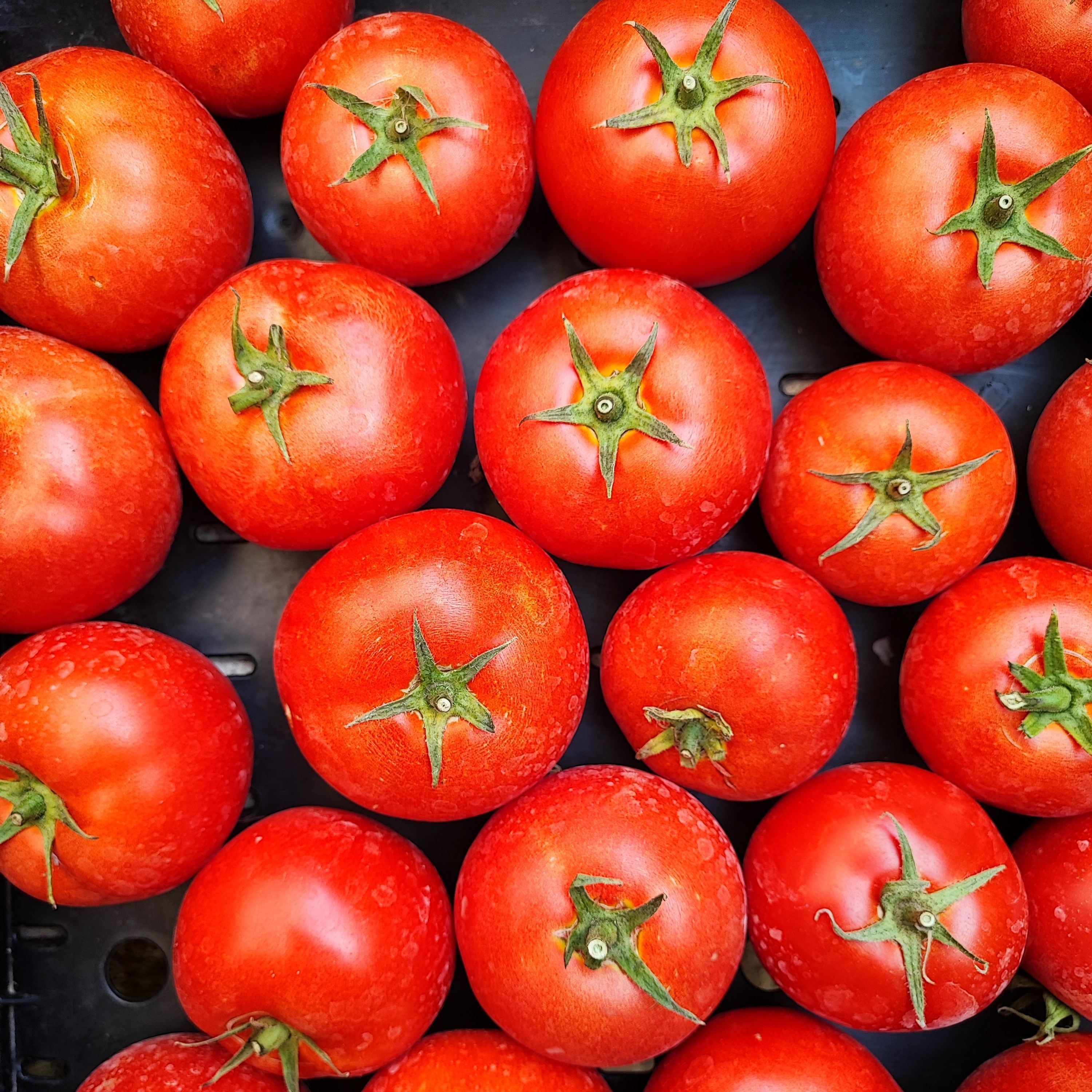 Tomate ronde rouge