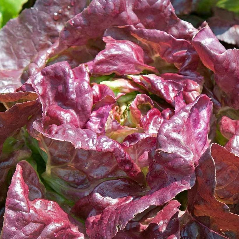 Laitue Rouge de printemps