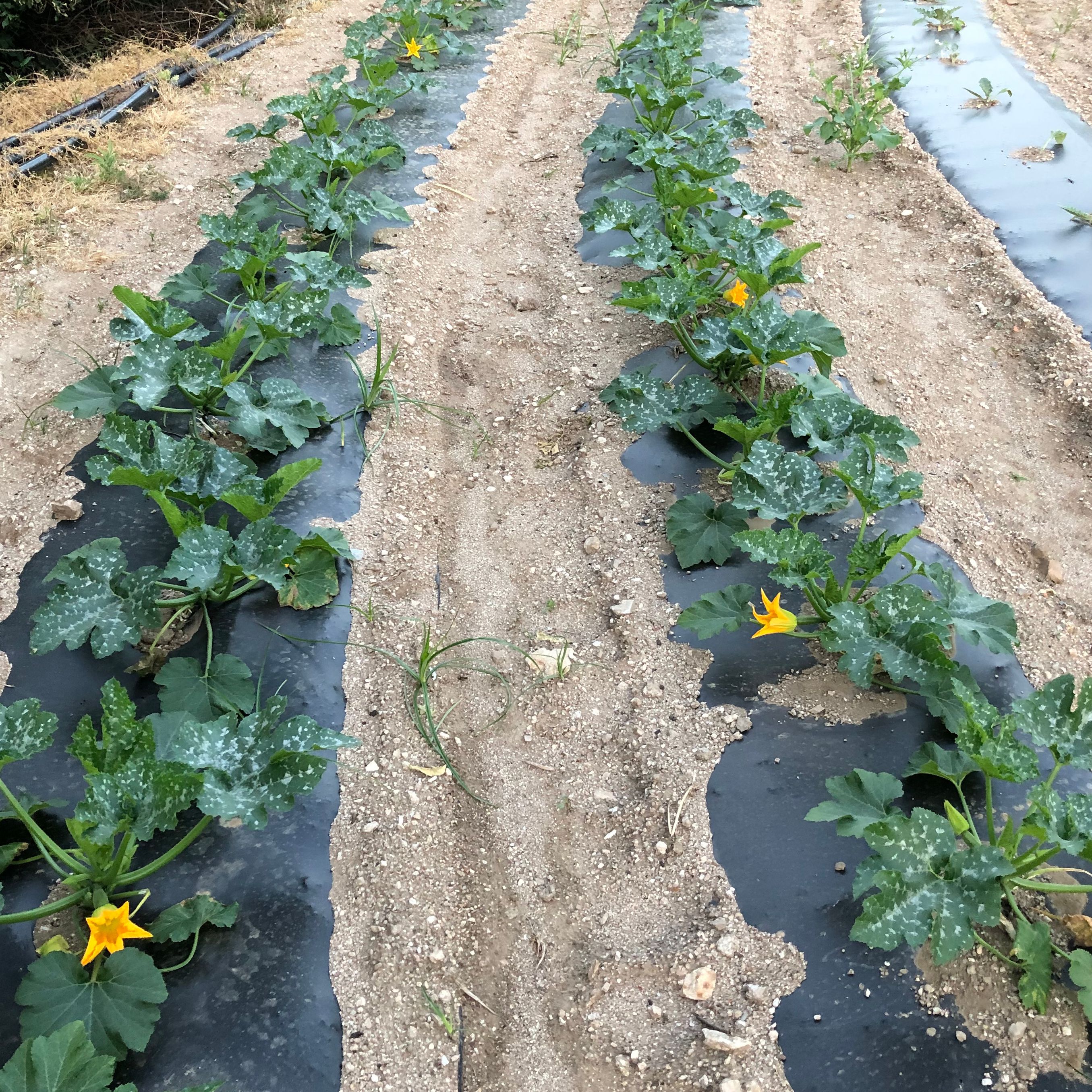 Courgette