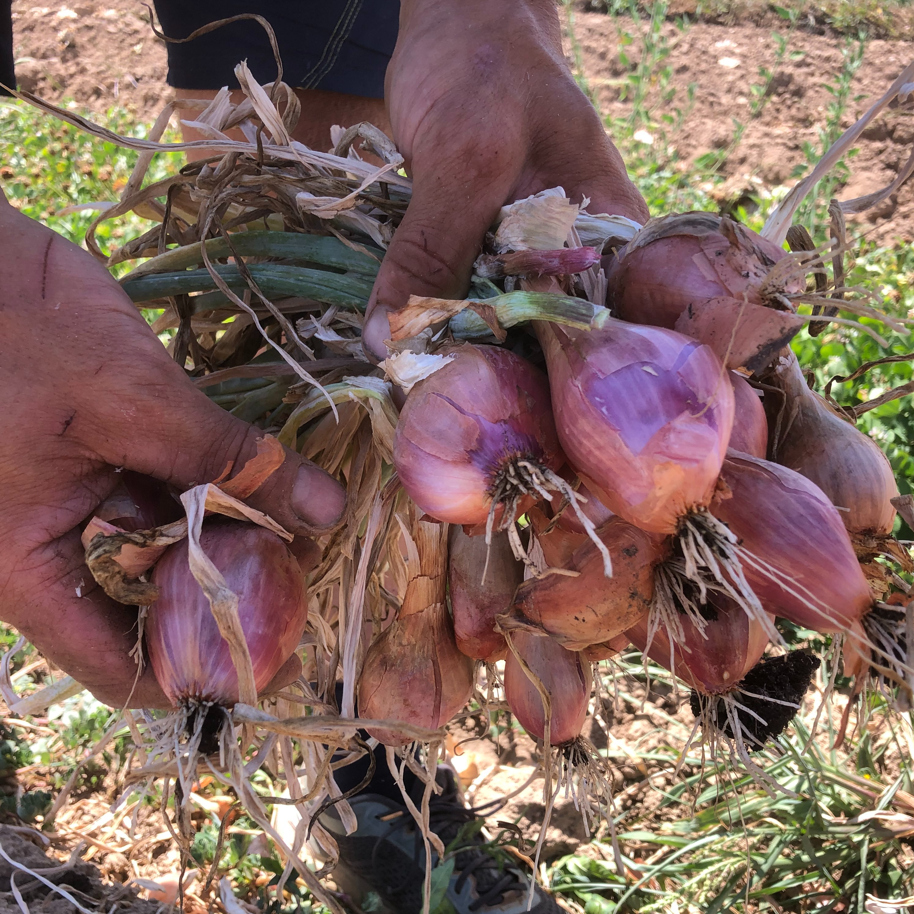 Une part d'Echalote (300gr)