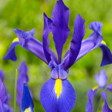 Bulbes iris hollandica bleus - 100g