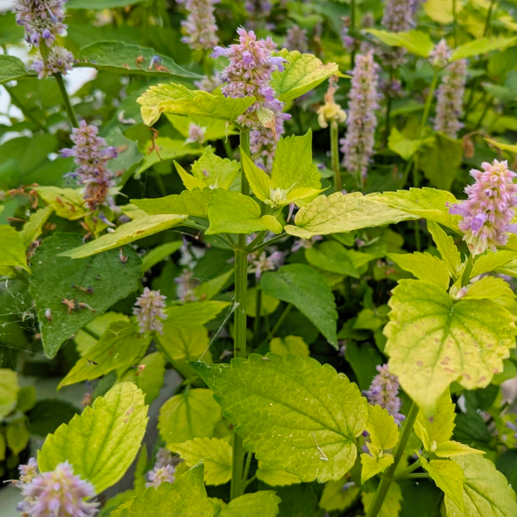 Agastache - 30g