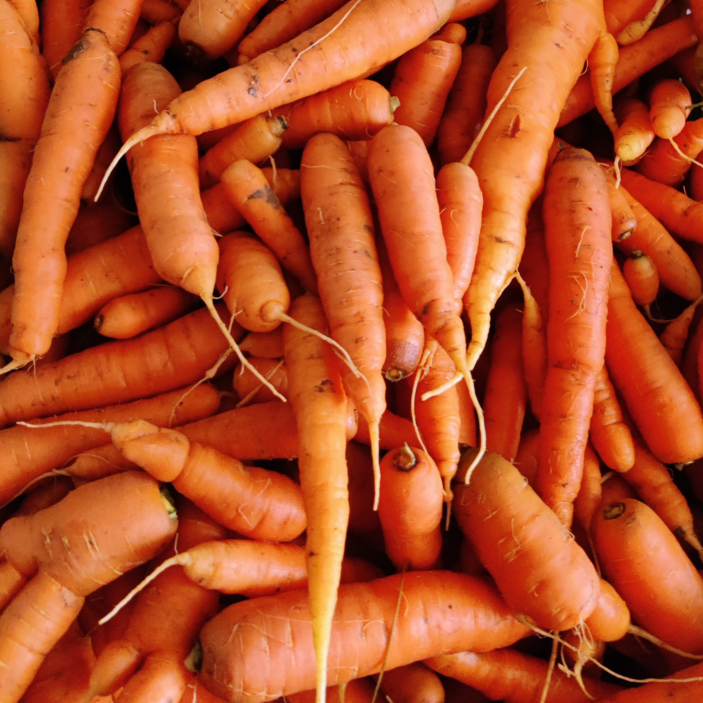 Carottes achat revente