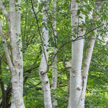 Bouleau blanc de l'Himalaya - Betula utilis jacquemontii