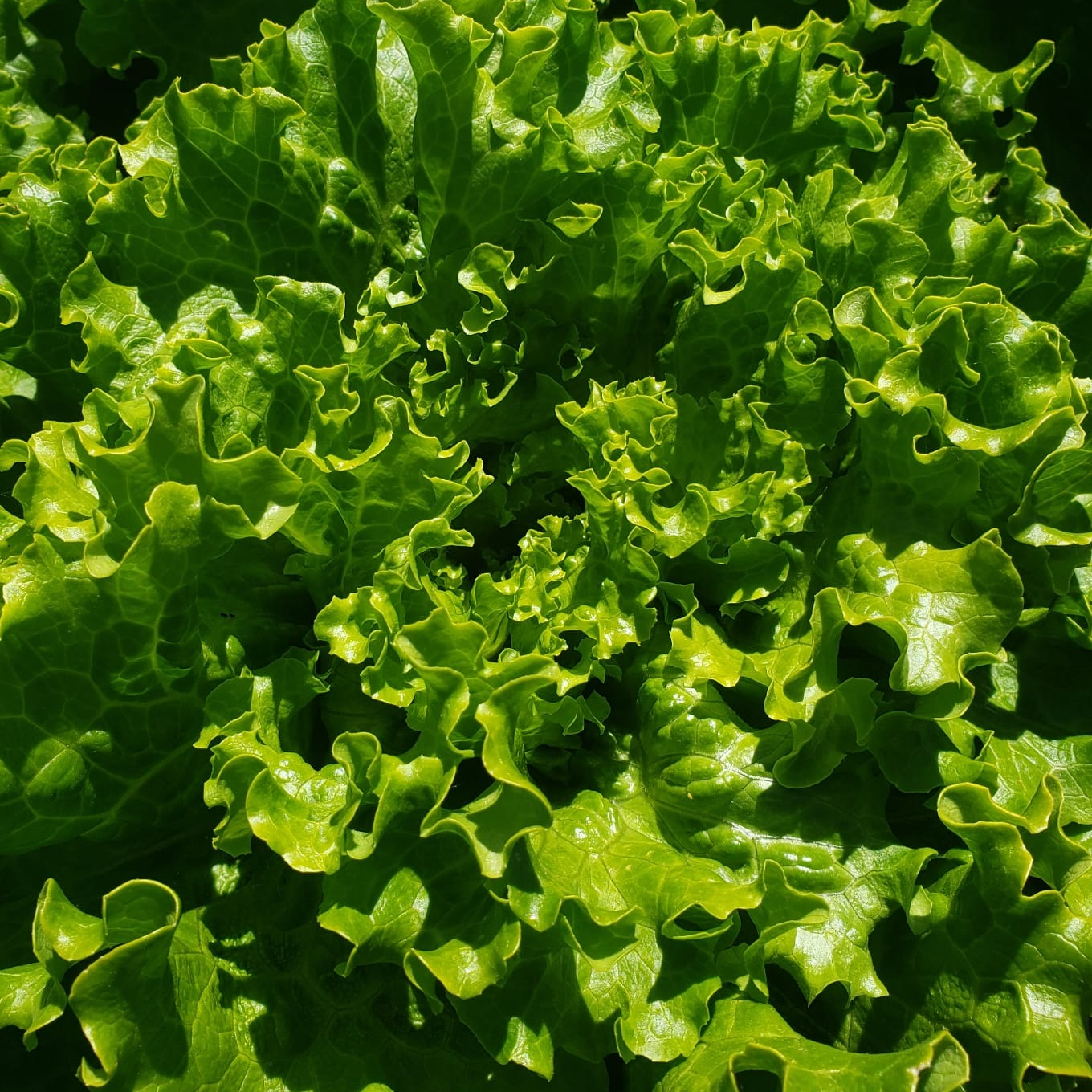 Laitue Batavia verte