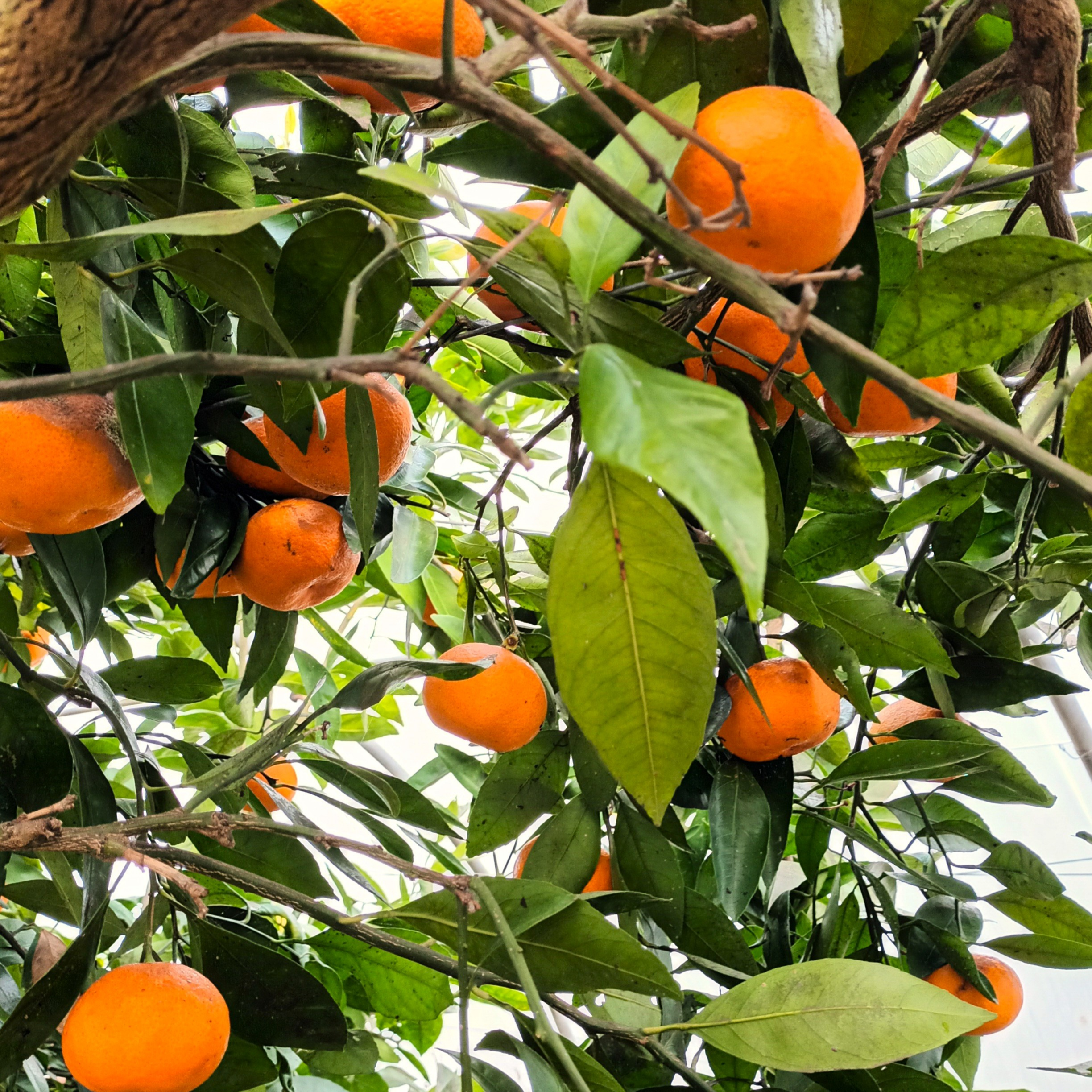 Mandarinier satsuma Owari - 3l