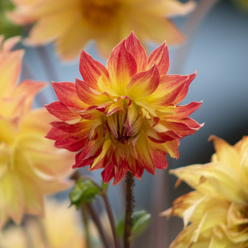 Plants fleurs- Dahlia Mystery mix