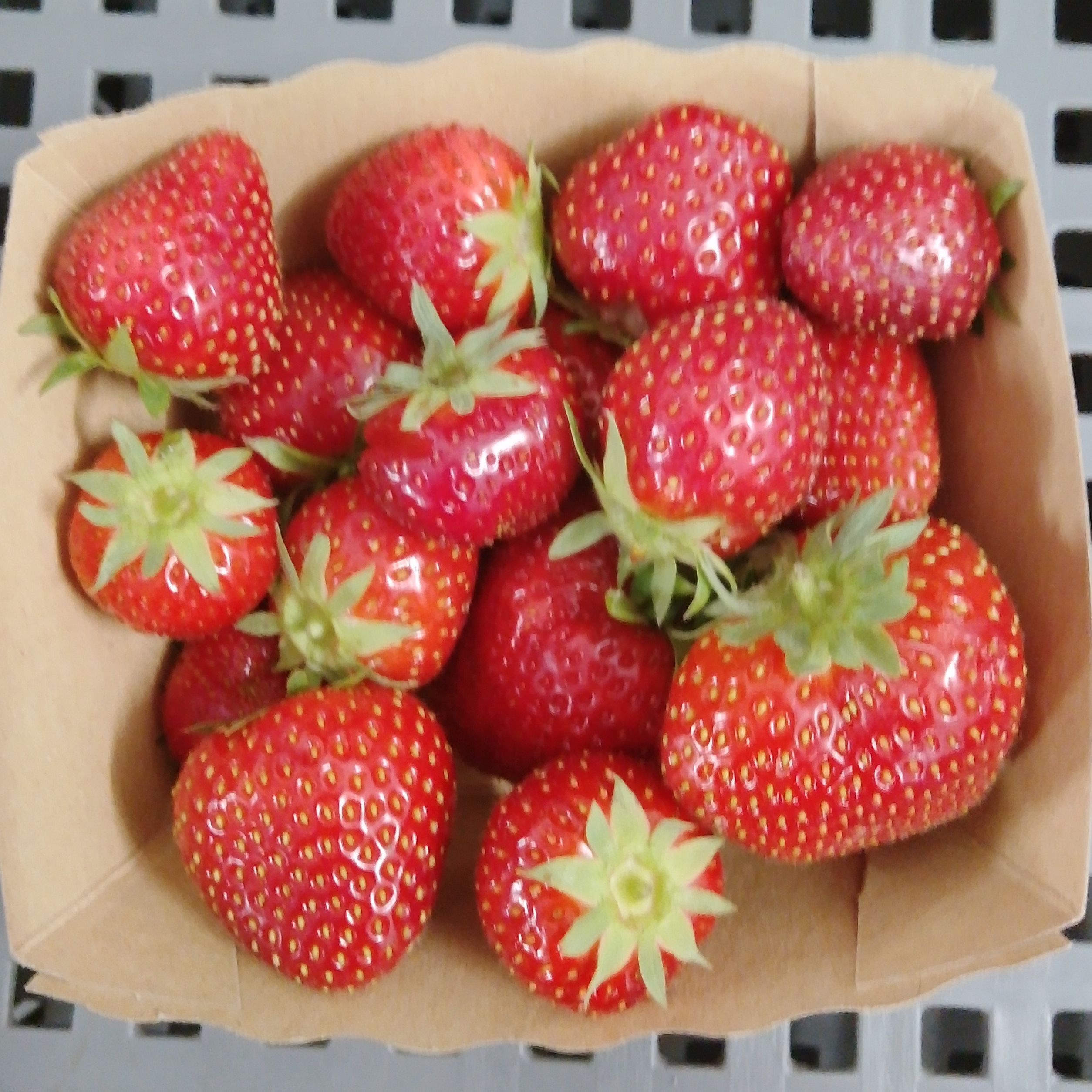 fraises bio - 250g
