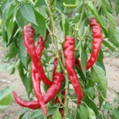 Poivron Très long des Landes en godet 8 cm