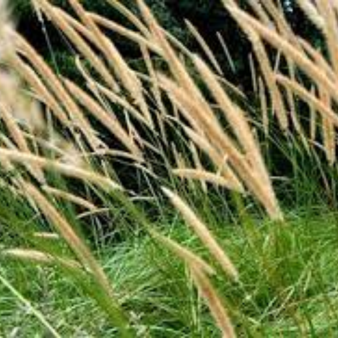 Pennisetum macrourum