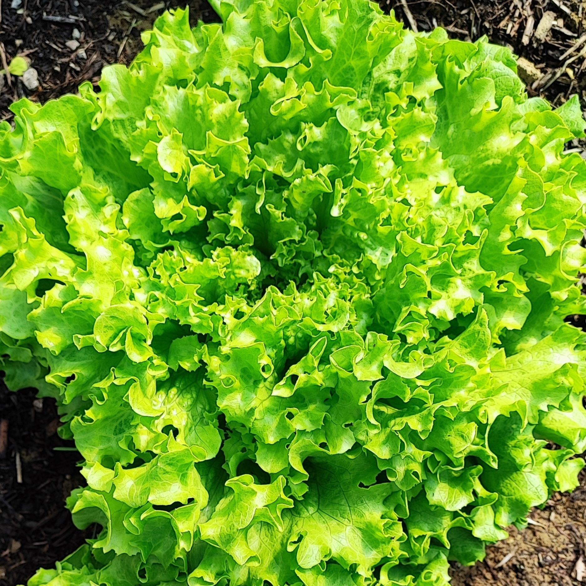 Laitue batavia frisée