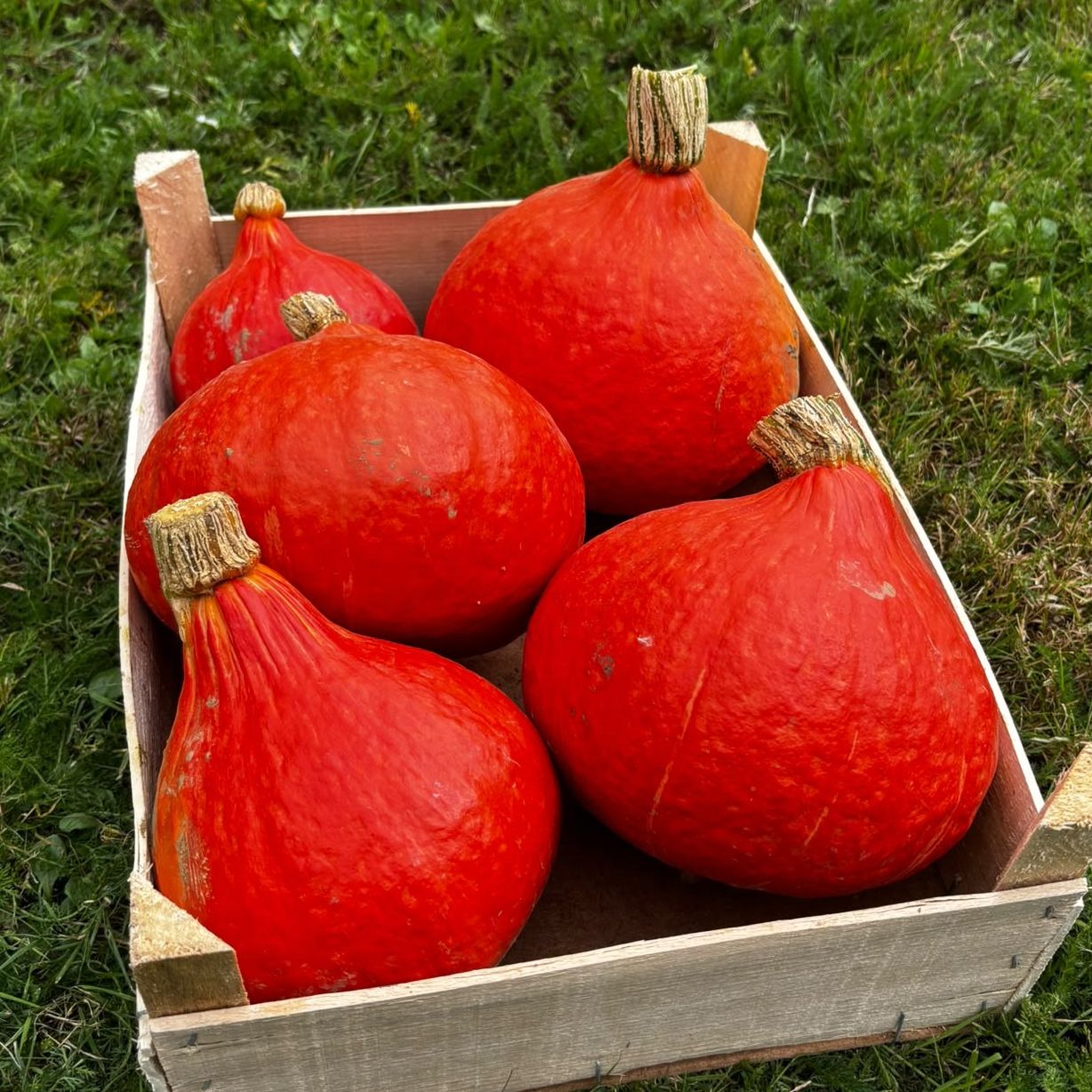 Potimaron - 1kg