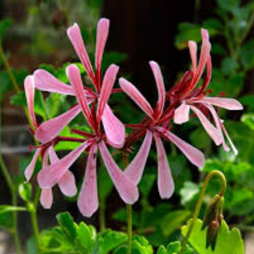 Pelargonium acetosum