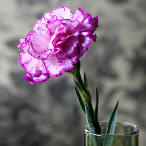 OEILLET MIGNARDISE Bio