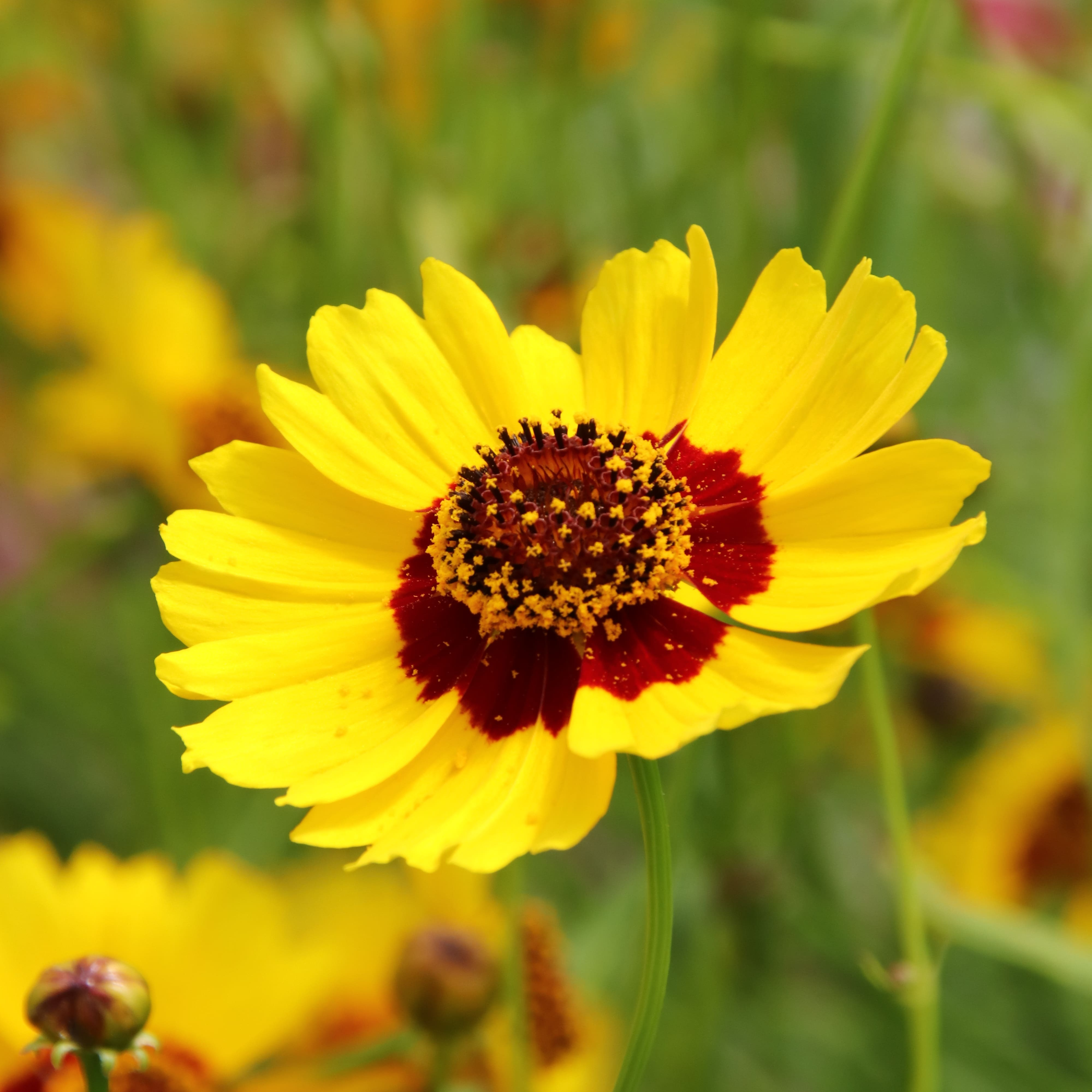 Coreopsis