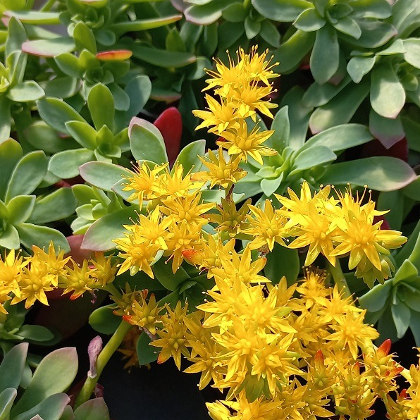 Orpin de Palmer en pot 2 litres